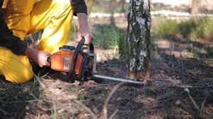 Freeport, PA Tree Care Services Company