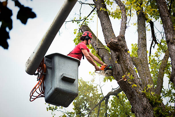 How Our Tree Care Process Works  in  Freeport, PA